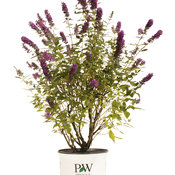 miss_violet_buddleia_container.jpg