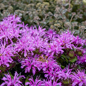 monarda_pardon_my_lavender_ii_apj22_11.jpg