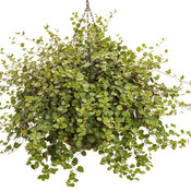 muehlenbeckia_big_leaf_basket.jpg