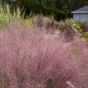 Thumbnail of Close-up: Muhlenbergia Prairie Winds Candy Floss Pink Muhly Grass