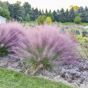 Thumbnail of Landscape: Muhlenbergia Prairie Winds Candy Floss Pink Muhly Grass