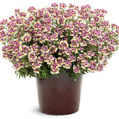 Aromance® Plum Honey - nemesia