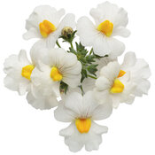 nemesia_sunsatia_coconut_macro_01.jpg