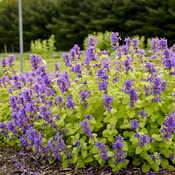 nepeta_chartreuse_on_the_loose_ppaf_0002_high_res.jpg