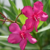 Austin Pretty Limits® - Oleander - Nerium oleander