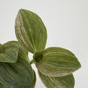 Thumbnail of Close-up: New Vogue™ Feeling Moody™ - Inch Plants - Tradescantia