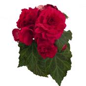 Nonstop® Deep Rose - Tuberous Begonia - Begonia x tuberhybrida