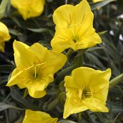 Thumbnail of 'Evening Sun' - Missouri Evening Primrose - Oenothera missouriensis