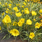 Thumbnail of Landscape: 'Evening Sun' - Missouri Evening Primrose