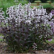 Thumbnail of Onyx and Pearls - Beardtongue - Penstemon hybrid