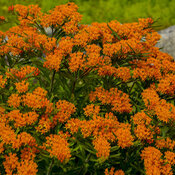 orange-milkweed.jpg