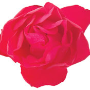 Oso Easy Double Red Rosa