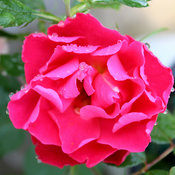 Oso Easy Double Red rose