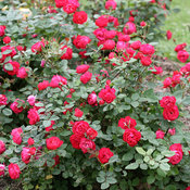 Oso Easy Double Red Rose