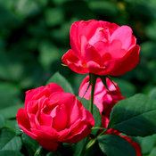 oso_easy_double_red_rose-.jpg