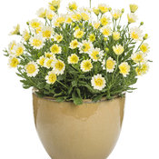 Bright Lights™ Double Moonglow - African Daisy - Osteospermum