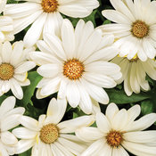 Bright Lights™ White - African Daisy - Osteospermum hybrid