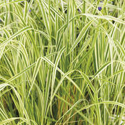 'Overdam' - Feather Reed Grass - Calamagrostis acutiflora