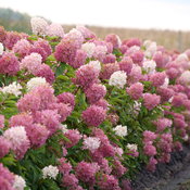 A flowering hedge of Zinfin Doll panicle hydrangea.