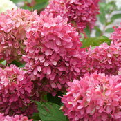 Closeup of the fully colorful blooms of Zinfin Doll panicle hydrangea