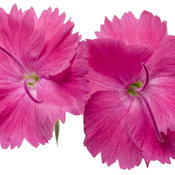 'Paint the Town Magenta' - Pinks - Dianthus