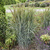 Thumbnail of Landscape: Panicum Prairie Winds Blue Spear Switch Grass