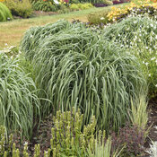 Thumbnail of Landscape: Panicum Prairie Winds Niagara Falls Switch Grass