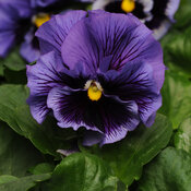 Frizzle Sizzle Blue - Ruffled Pansy
