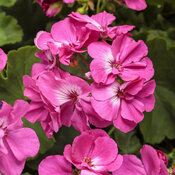 Boldly® Hot Pink - Geranium - Pelargonium interspecific