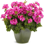 Boldly® Hot Pink - Geranium - Pelargonium