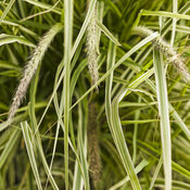 Graceful Grasses® 'Sky Rocket' - Fountain Grass - Pennisetum setaceum 'Rubrum'