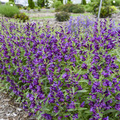 Thumbnail of Bejeweled® 'Dark Amethyst' - Bearded Penstemon - Penstemon barbatus
