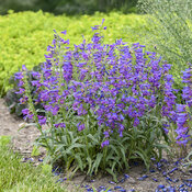 Thumbnail of Bejeweled® 'Lavender Sapphires' - Bearded Penstemon - Penstemon barbatus