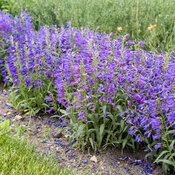 Thumbnail of Landscape: Penstemon Bejeweled Lavender Sapphires