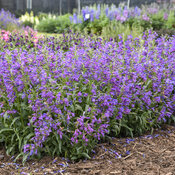 Thumbnail of Landscape: Penstemon Bejeweled Lavender Sapphires
