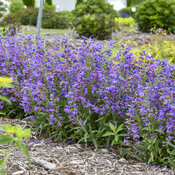 Thumbnail of Bejeweled® 'Lavender Sapphires' - Bearded Penstemon - Penstemon barbatus