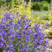 Thumbnail of Close-up: Penstemon Bejeweled Lavender Sapphires