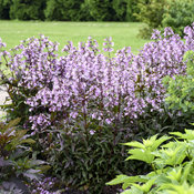 'Midnight Masquerade' - Beardtongue - Penstemon hybrid