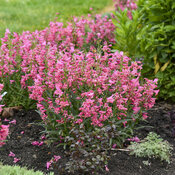 Thumbnail of Bejeweled® 'Pink Pearls' - Bearded Penstemon - Penstemon barbatus
