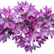 pentas_sunstar_lavender_02.jpg