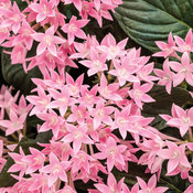Sunstar® Pink - Egyptian Star Flower - Pentas lanceolata