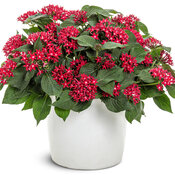 Sunstar® Red II - Egyptian star flower - Pentas