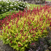 Thumbnail of 'Glowing Reviews' - Mountain Fleece - Persicaria amplexicaulis