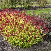 Thumbnail of Landscape: Persicaria Glowing Reviews Mountain Fleece