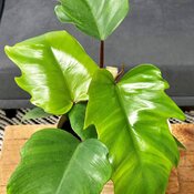 philodendron_prisacolor_mayoi_tpc.jpg
