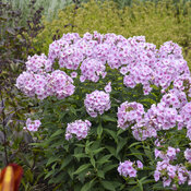 Phlox Opalescence  Bluestone Perennials