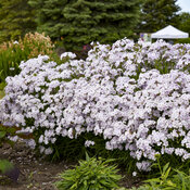 'Opening Act Pink-a-Dot' - Hybrid Phlox - Phlox hybrid