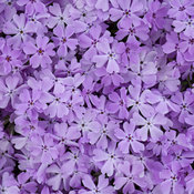 Spring Bling™ 'Pink Sparkles' - Hybrid Spring Phlox - Phlox hybrid