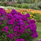 Luminary® 'Ultraviolet' - Tall Garden Phlox - Phlox paniculata
