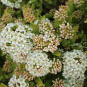 Thumbnail of Close-up: Rounded white flowers blended with pale pink flower buds.